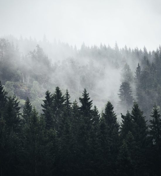 fog-in-norwegian-forrest-2024-12-05-01-57-20-utc